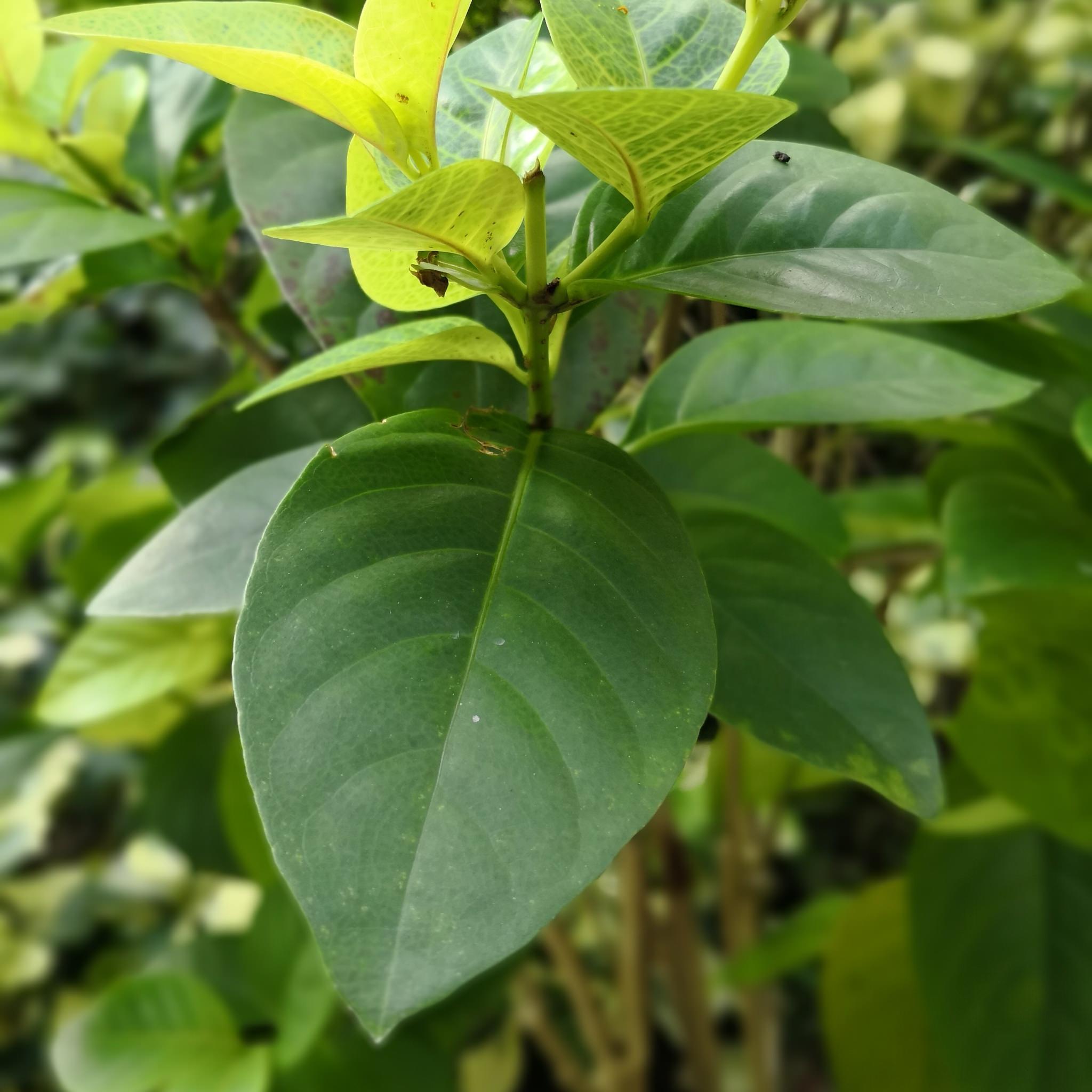 Pseuderanthemum atropurpureum